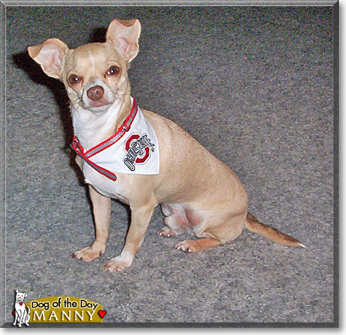 Manny, the Dog of the Day