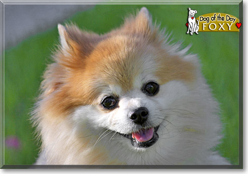 Foxy, the Dog of the Day Foxy, the Dog of the Day