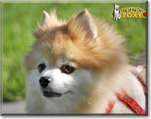 Foxy, the Dog of the Day Foxy, the Dog of the Day