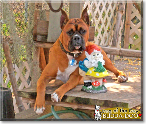 Budda-Doo, the Dog of the Day