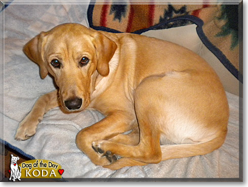 Koda, the Dog of the Day