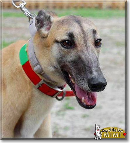 Mimi, the Dog of the Day Mimi, the Dog of the Day