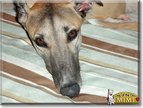 Mimi, the Dog of the Day Mimi, the Dog of the Day