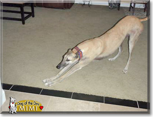 Mimi, the Dog of the Day Mimi, the Dog of the Day