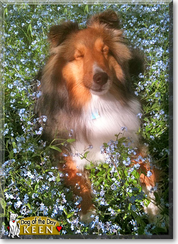 Keen, the Dog of the Day