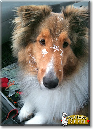 Keen, the Dog of the Day