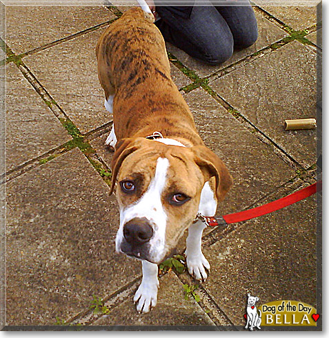 Bella, the Dog of the Day