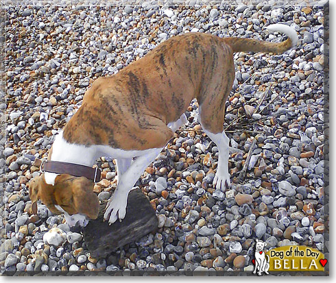 Bella, the Dog of the Day