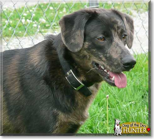 Hunter, the Dog of the Day Hunter, the Dog of the Day