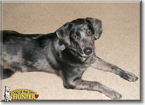 Hunter, the Dog of the Day Hunter, the Dog of the Day