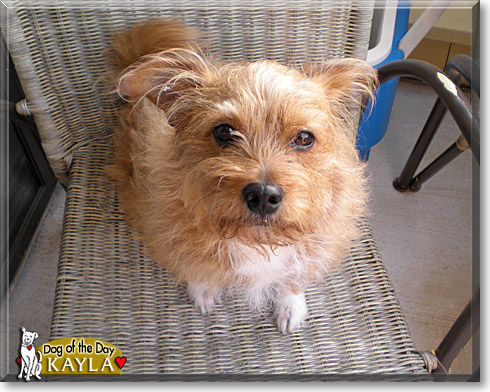 Kayla, the Dog of the Day