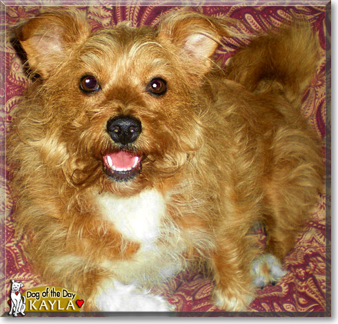 Kayla, the Dog of the Day