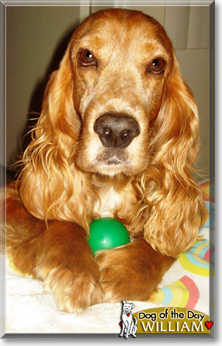 William, the Dog of the Day William, the Dog of the Day
