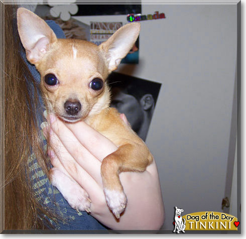 Tinkini, the Dog of the Day