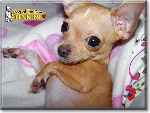 Tinkini, the Dog of the Day Tinkini, the Dog of the Day