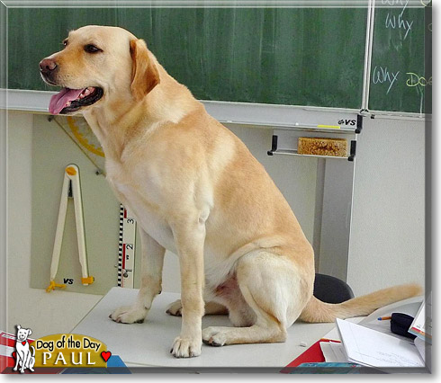 Paul, the Dog of the Day Paul, the Dog of the Day
