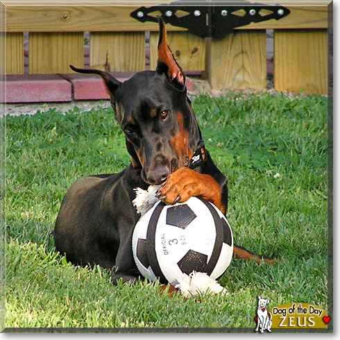 Zeus, the Dog of the Day