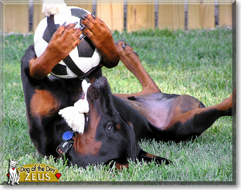 Zeus, the Dog of the Day