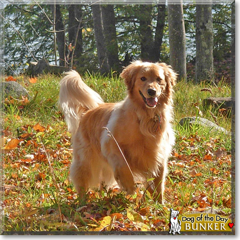 Bunker, the Dog of the Day