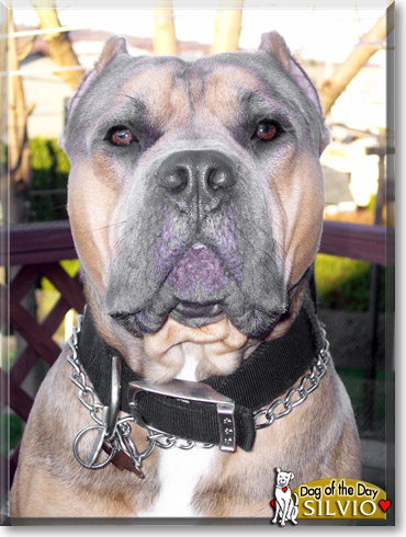 Silvio, the Dog of the Day