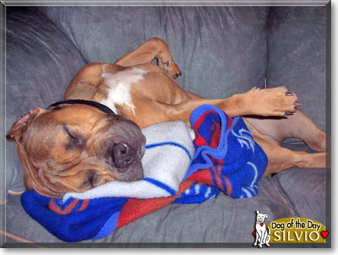 Silvio, the Dog of the Day