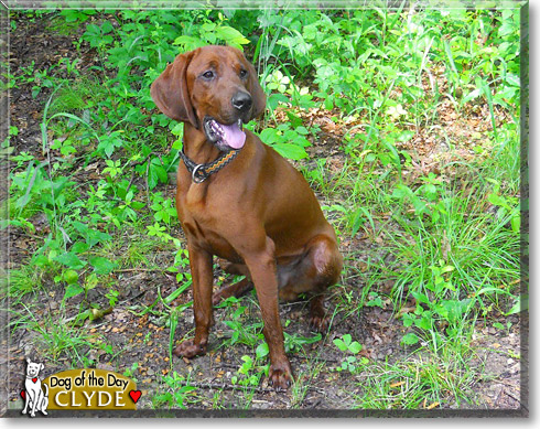 Clyde, the Dog of the Day