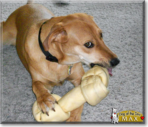 Max, the Dog of the Day Max, the Dog of the Day