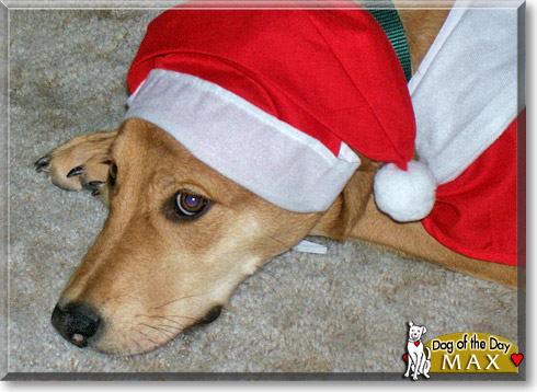 Max, the Dog of the Day Max, the Dog of the Day