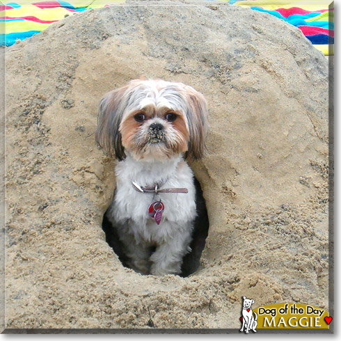 Maggie, the Dog of the Day Maggie, the Dog of the Day