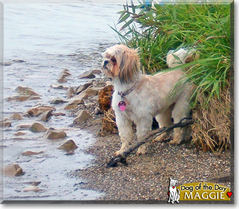 Maggie, the Dog of the Day Maggie, the Dog of the Day