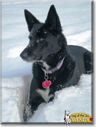 Wendy, the Dog of the Day Wendy, the Dog of the Day