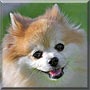 Foxy