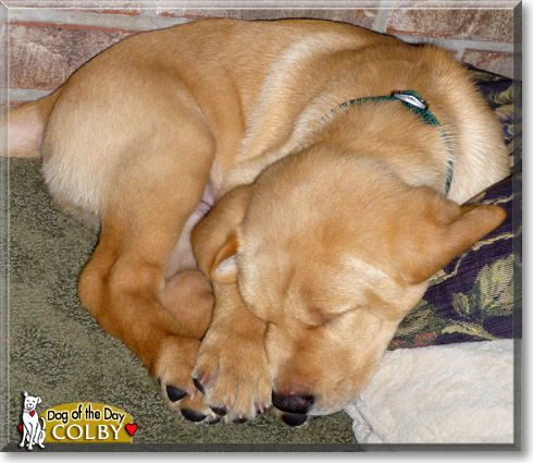 Colby - Yellow Labrador Retriever - March 2, 2010