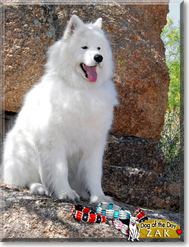 Zak, the Dog of the Day