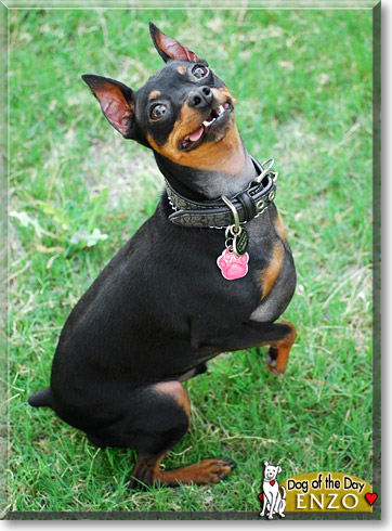 Enzo, the Dog of the Day