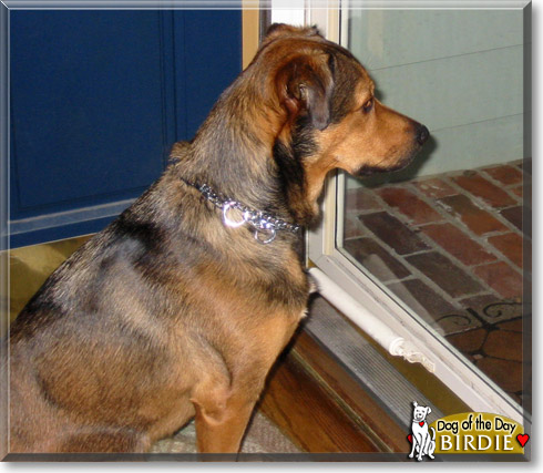 Birdie, the Dog of the Day