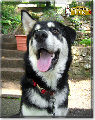 Ben, the Dog of the Day