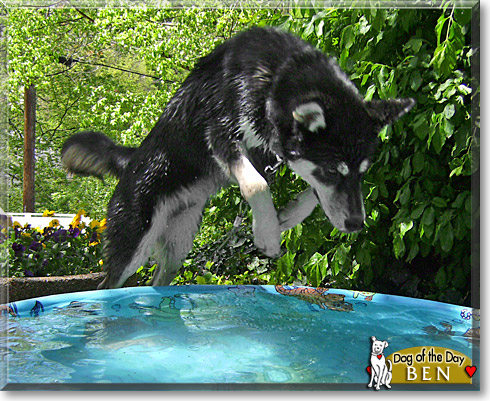 Ben, the Dog of the Day