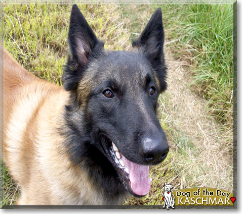 Kaschmar, the Dog of the Day