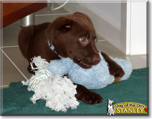 Stanley, the Dog of the Day Stanley, the Dog of the Day