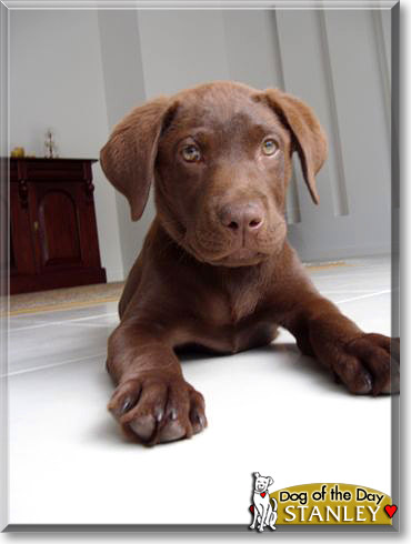 Stanley, the Dog of the Day Stanley, the Dog of the Day