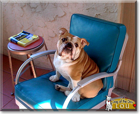 Lou, the Dog of the Day Lou, the Dog of the Day