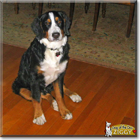 Ziggy, the Dog of the Day Ziggy, the Dog of the Day