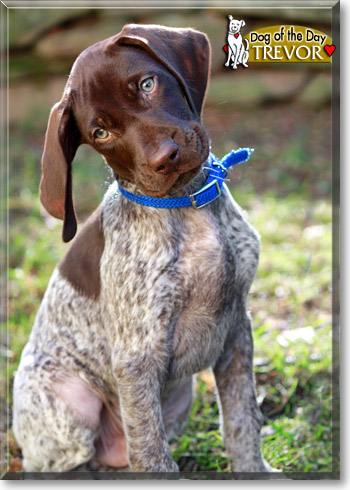 Trevor, the Dog of the Day