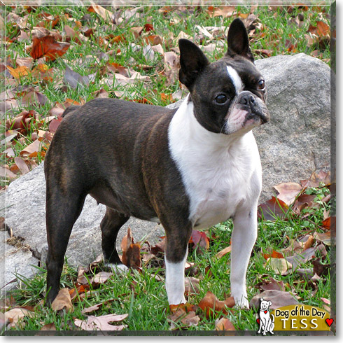 Tess, the Dog of the Day