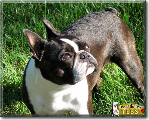 Tess, the Dog of the Day