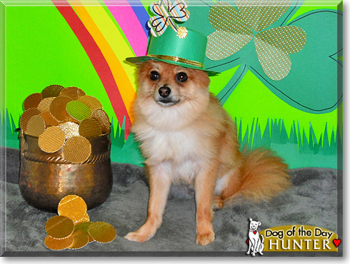 Hunter, the Dog of the Day
