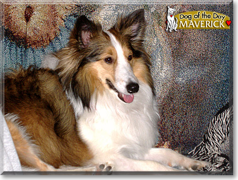 Maverick, the Dog of the Day Maverick, the Dog of the Day