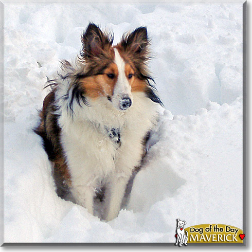 Maverick, the Dog of the Day Maverick, the Dog of the Day