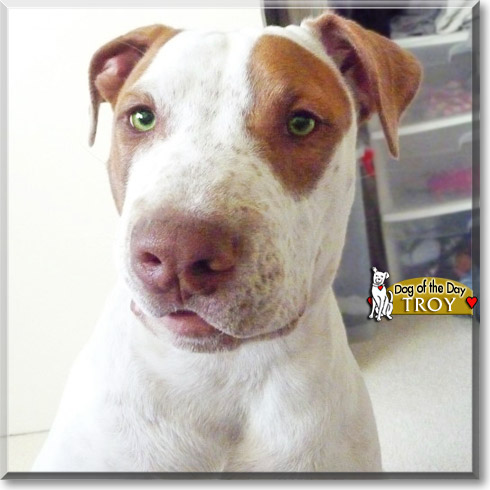 Troy, the Dog of the Day Troy, the Dog of the Day